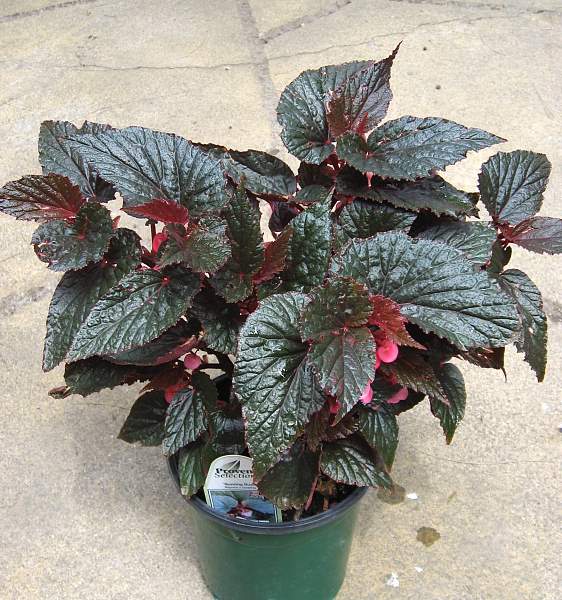 B. ‘Burning Bush’